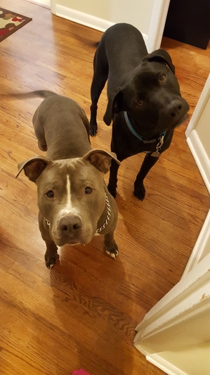 Safe Pit Bull in Cleveland, OH