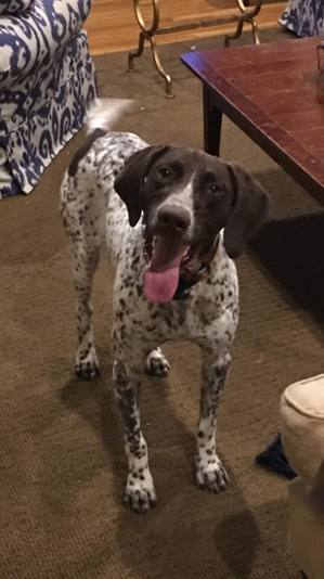 Safe German Shorthaired Pointer in New Canaan, CT US
