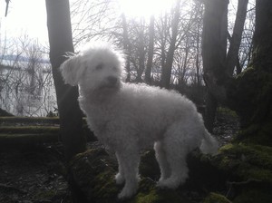 Safe Poodle in Rhododendron, OR
