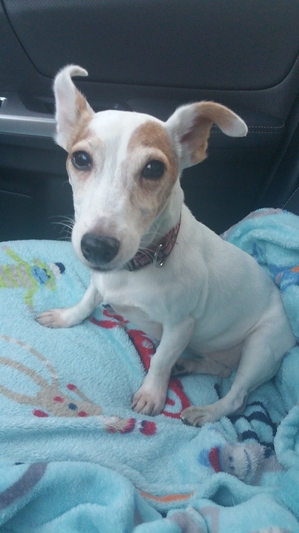 Safe Jack Russell Terrier in Carmichael, CA