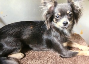 Safe Chihuahua in Warwick, RI