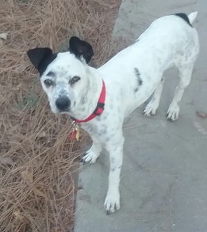 Safe Jack Russell Terrier in Brea, CA