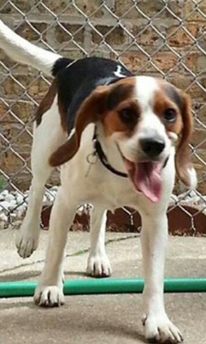 Safe Beagle in Chicago, IL