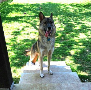 Safe German Shepherd Dog in College Station, TX