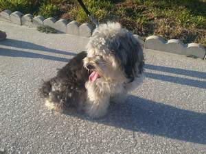 Safe Yorkshire Terrier in Port Richey, FL