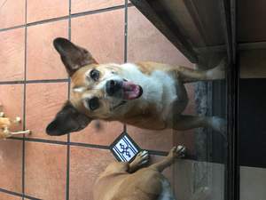 Safe Jack Russell Terrier in Opa Locka, FL