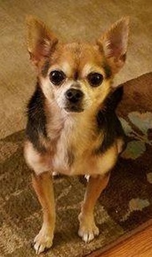 Safe Chihuahua in Flushing, NY
