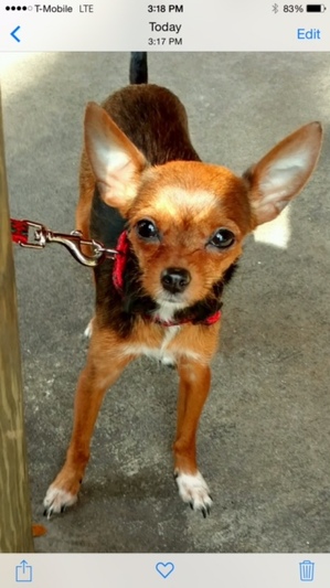 Safe Chihuahua in Sanford, FL