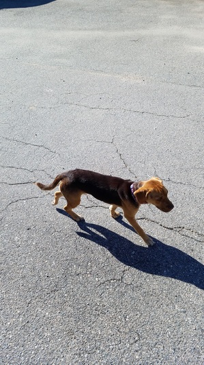 Safe Beagle in Richmond, VA