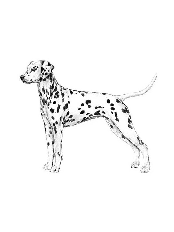 Safe Dalmatian in Fort Worth, TX