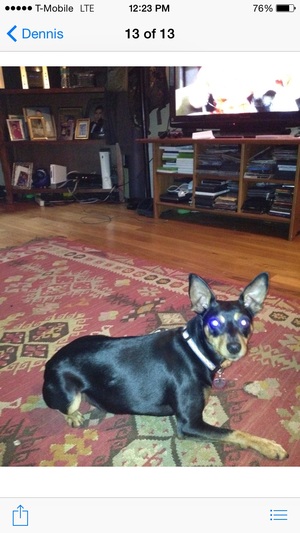 Safe Miniature Pinscher in South Ozone Park, NY