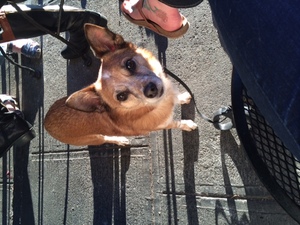 Safe Chihuahua in Seattle, WA