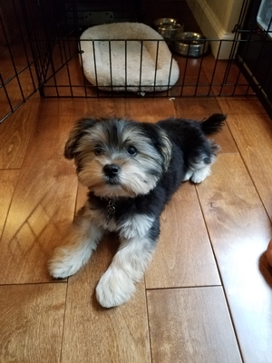 Safe Yorkshire Terrier in Bothell, WA