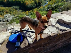 Safe Chihuahua in Eagle River, WI