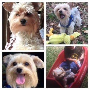 Safe Yorkshire Terrier in Sweeny, TX