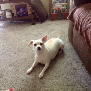 Safe Chihuahua in Tomball, TX