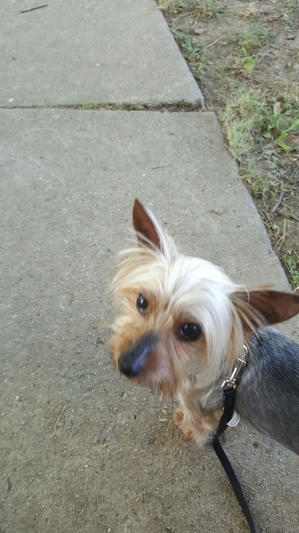 Safe Yorkshire Terrier in Lima, OH
