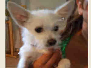 Safe Chihuahua in Reno, NV