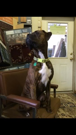 Safe Boxer in Cambridge, MD
