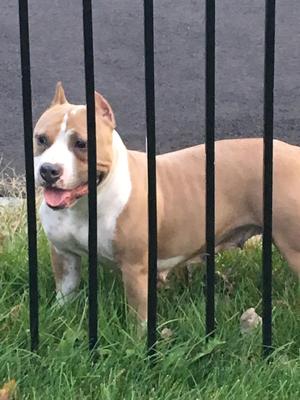 Safe Pit Bull in Brentwood, NY