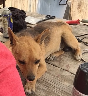 Safe Chihuahua in Iraan, TX