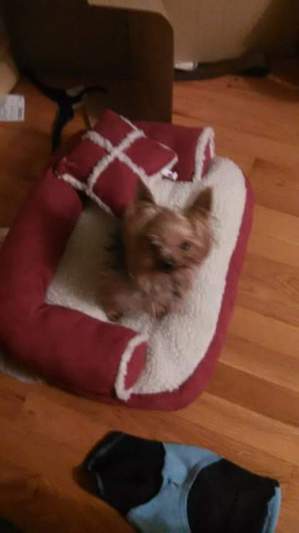Safe Yorkshire Terrier in Tiff, MO