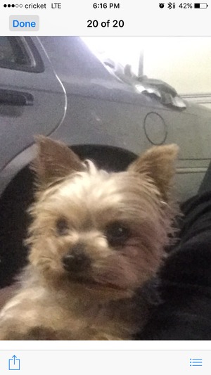 Safe Yorkshire Terrier in Brentwood, CA