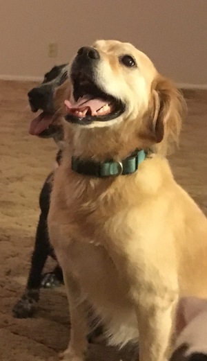 Safe Labrador Retriever in Tempe, AZ