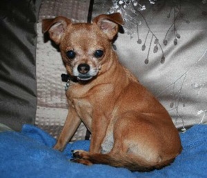 Safe Chihuahua in Oviedo, FL
