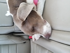 Safe Labrador Retriever in Plant City, FL