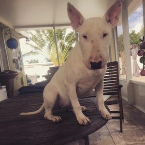 Safe Bull Terrier in Palm Beach Gardens, FL