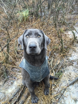 Safe Labrador Retriever in Pearcy, AR