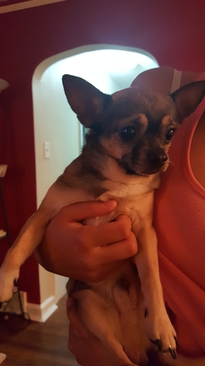 Safe Chihuahua in Philadelphia, PA