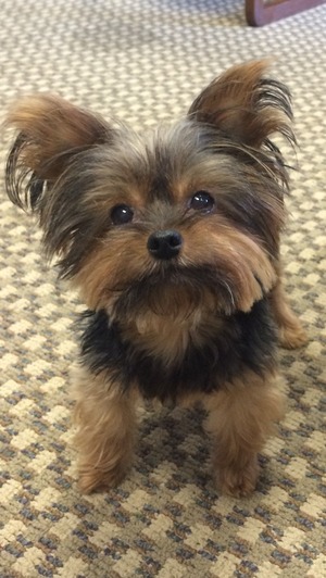 Safe Yorkshire Terrier in Mountain View, CA