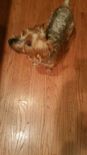 Safe Yorkshire Terrier in Saint Charles, IL