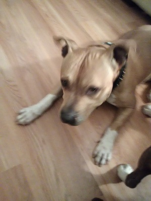 Safe Pit Bull in Allentown, PA