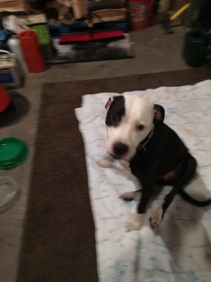 Safe Pit Bull in Bloomfield, NY