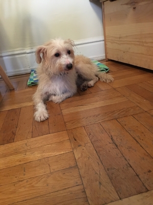 Safe Silky Terrier in Jackson Heights, NY
