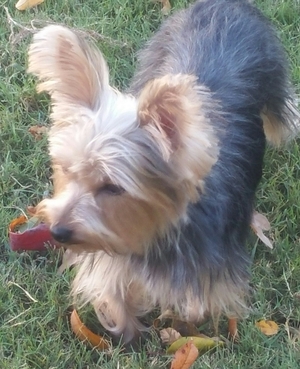 Safe Yorkshire Terrier in Lithonia, GA