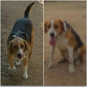 Safe Beagle in Apple Valley, CA