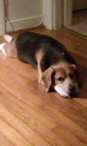 Safe Beagle in Henrico, VA