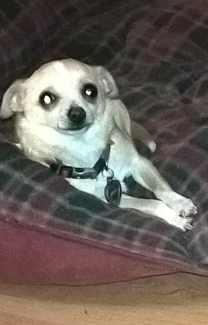 Safe Chihuahua in Bossier City, LA