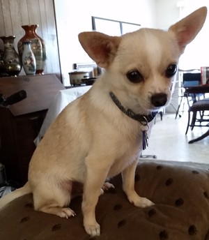 Safe Chihuahua in Fountain Valley, CA