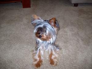 Safe Yorkshire Terrier in Greensboro, NC