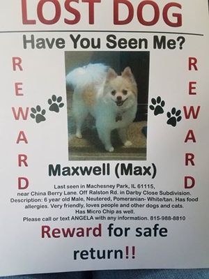 Safe Pomeranian in Machesney Park, IL