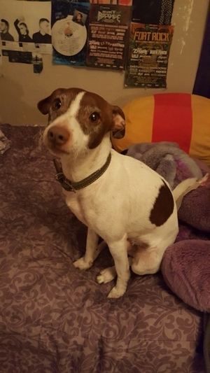 Safe Jack Russell Terrier in San Jose, CA