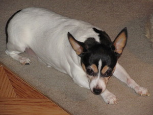 Safe Toy Fox Terrier in Snohomish, WA