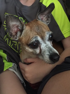Safe Chihuahua in Sugar Land, TX
