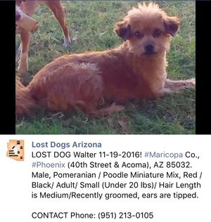 Safe Poodle in Phoenix, AZ