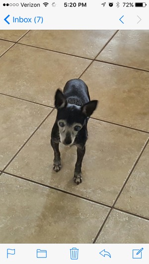 Safe Chihuahua in Ocala, FL